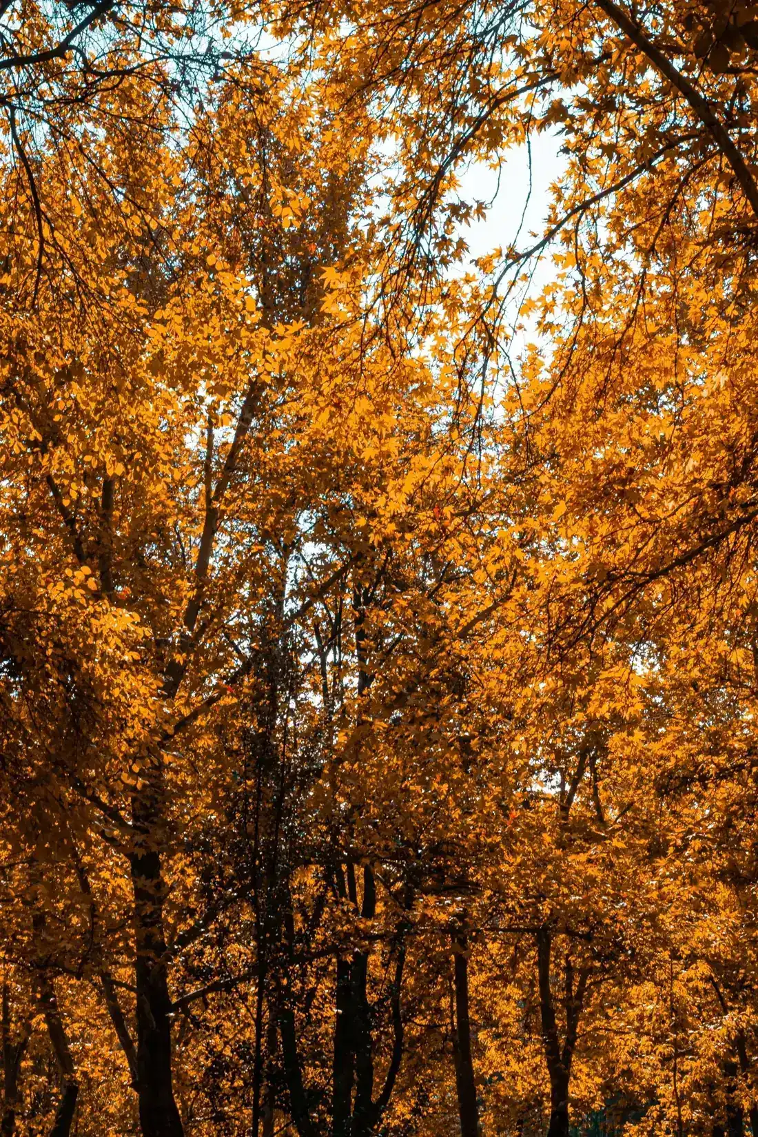 Looking up into a dense canopy