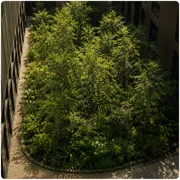 A dense green tiny forest