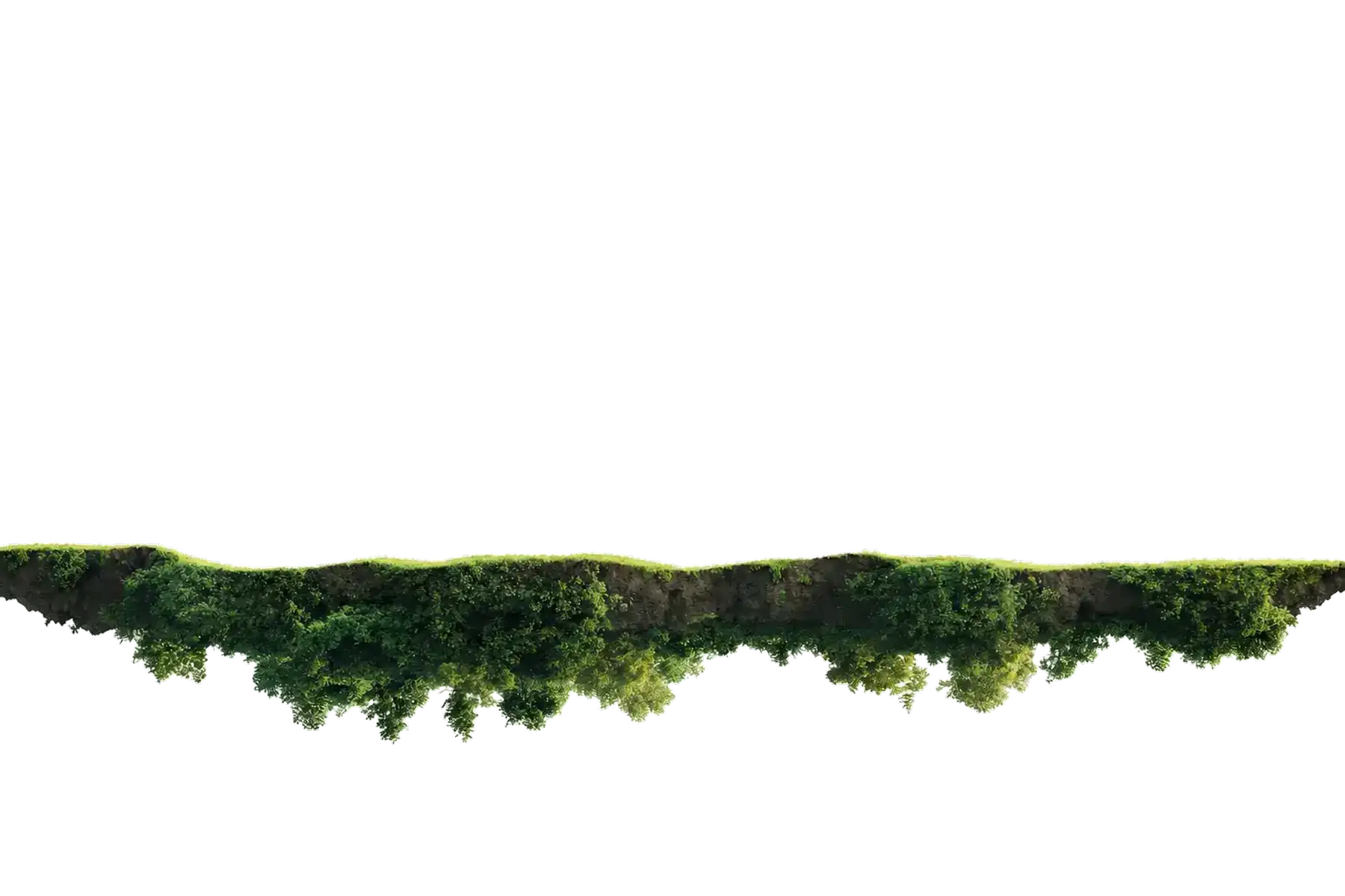 A dense Miyawaki forest in four layers: ground cover, shrubs, medium trees and canopy