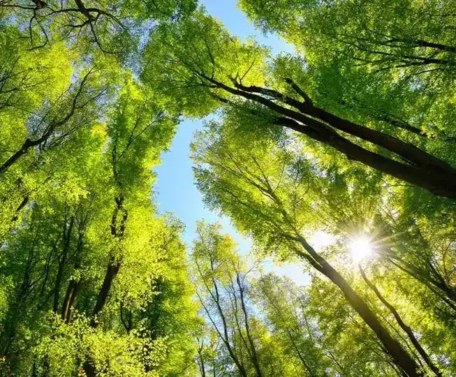 Young fast-growing trees seen from below