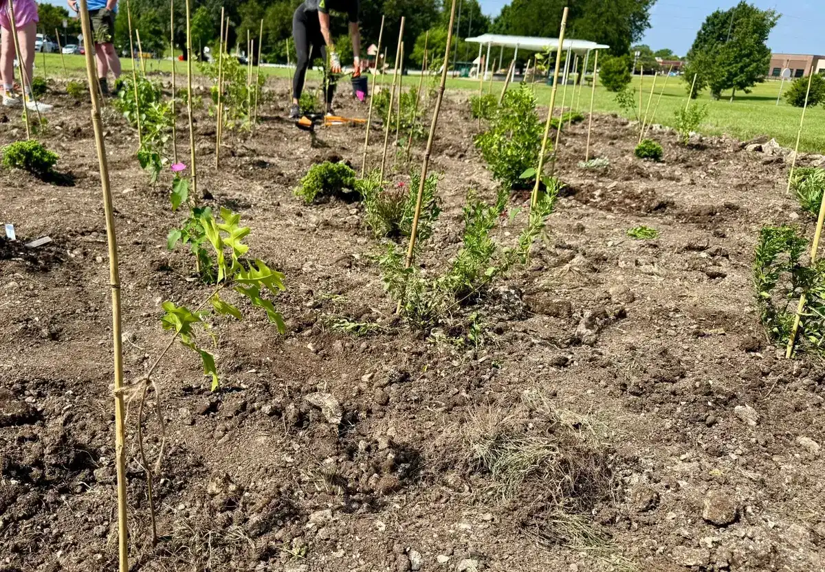 A newly planted Plan-T tiny forest, saplings staked across open soil